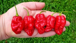fatalii jigsaw 